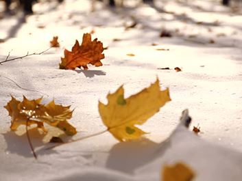Snow Leaves
