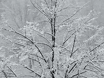 Heavy Snow Branches
