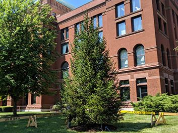 New Christmas Tree Planted