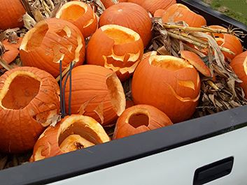 Pumpkin Recycling