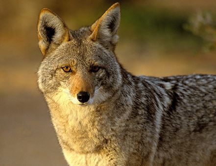 Coyote