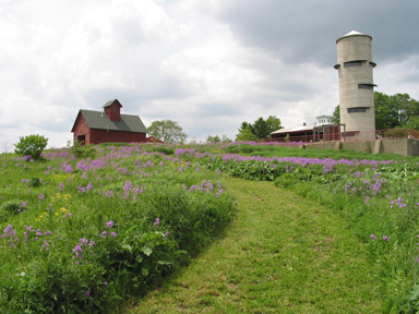 Copy of Peck Farm flowers 1.jpg